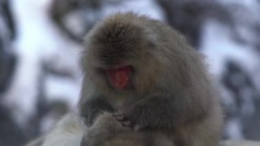 Sıcak baharda kış mevsiminde vahşi maymunun yavaş yavaş tımar edilişi. Kar maymunu Nagano 'nun doğal bitlerini arıyor. Macaca fuscata Japonya 'da pire ve kene kontrolü yapıyor.