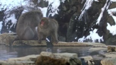 Japon kar maymunu maymunu kışın Nagano, Japonya 'daki Jigokudani Parkı' nda bit arıyor. Yabani hayvanlar pireleri ve keneleri kontrol ediyor. Vahşi yaşamı görmek için ünlü bir yer.