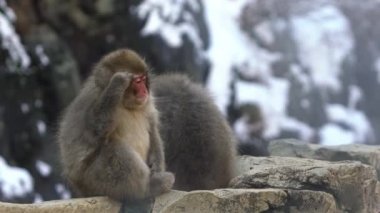 Japon kar maymunu kışın onsen kaplıcalarının yakınında yavaş hareket eder. Jigokudan Park, Nakano, Japonya 'da bulunan sıcak havuz kayası üzerinde vahşi bir macaque. Dan Dağı 'nda kış mevsiminde Macaca fuscata