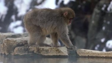 Japon kar maymunu kışın kaplıcalarda tohum yiyor. Jigokudan Park, Nakano 'da havuz kenarında vahşi bir makak. Macaca fuscata Japonya-Dan dağlarında kış mevsiminde yemek yer.