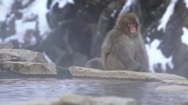 Japon kar maymunu makağı yavaş çekimde kış mevsiminde Jigokudani Parkı 'nın sıcak su birikintisinin yanında soğuğu önler, Yamanouchi, Nagano, Japonya. Vahşi yaşamı görmek için ünlü bir yer.