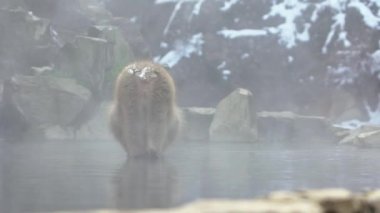 Japon kar maymunu maymunu içkisi yavaş çekimde ve kış mevsiminde Jigokudani Parkı 'nın sıcak su birikintisinin yanında soğuğu önler, Yamanouchi, Nagano, Japonya. Vahşi yaşamı görmek için ünlü bir yer.
