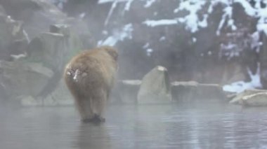 Kar maymunu Japon makosunun soğuk suda sisli ve karlı kırmızı portresi. Nagano 'nun doğal onsen kaplıcalarında Macaca fuscata. Doğa habitatındaki hayvan, Japonya-Dan