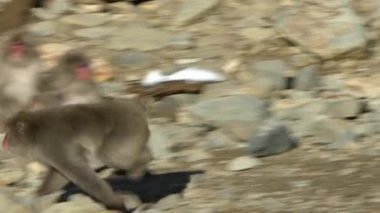 Saldırgan kar maymunu Japon kırmızı yüzlü makağı kış mevsiminde dağda koşup savaşıyor. Nagano 'da Macaca fuscata. Doğadaki hayvanlar, Japonlar. -Dan.