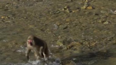 Vahşi bir maymun kış mevsiminde nehri geçmek için atlıyor. Kar maymunu Nagano 'nun karlı dağındaki kayaya atlıyor. Macaca fuscata. Doğadaki hayvanlar, Japonlar. -Dan.