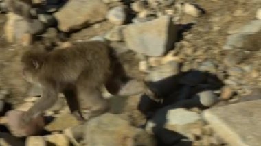 Vahşi saldırgan bir maymun kış mevsiminde koşuyor ve dövüşüyor. Nagano dağında kar maymunu. Macaca fuscata. Doğadaki hayvanlar, Japonlar. -Dan.