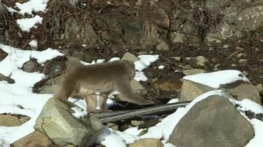 Kar maymunu Japon makosunun soğuk karla kaplı kırmızı portresi. Nagano 'nun doğal bir dağındaki Macaca fuscata. Doğa habitatındaki hayvan, Hokkaido, Japonya.
