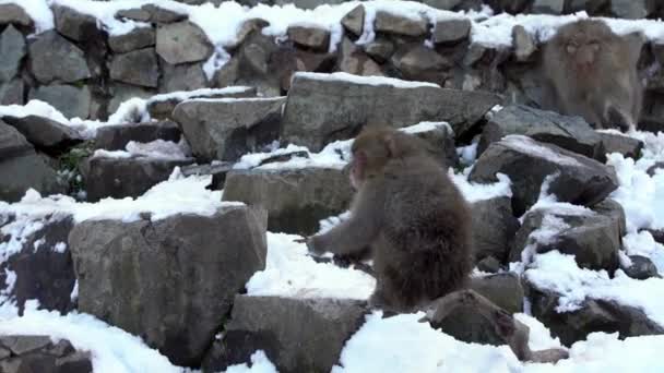 Macaco Neve Macaco Japonês Retrato Cara Vermelha Neve Fria Com — Vídeo de Stock