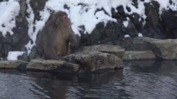 Mono Nieve Japonés Comiendo Semillas Onsen Aguas Termales Invierno Macaco — Vídeos de Stock