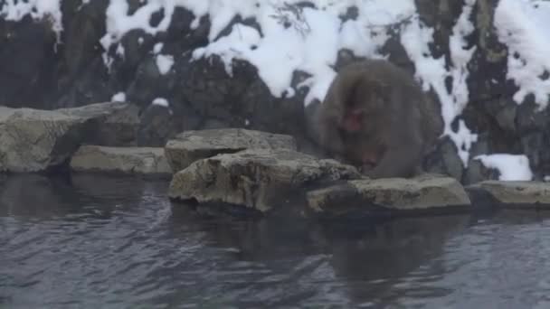 Jigokudani Monkey Park Ofrece Los Visitantes Experiencia Ver Monos Nieve — Vídeo de stock