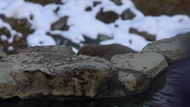 Singe Des Neiges Japonais Près Des Sources Chaudes Onsen Hiver — Video