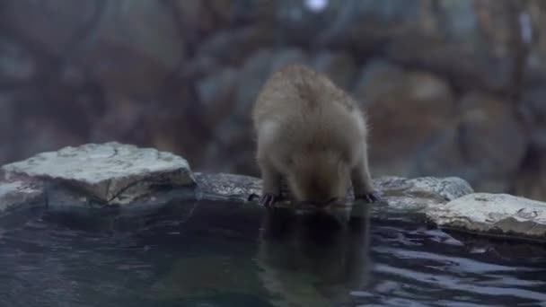 Jigokudani Monkey Park Offers Visitors Experience Seeing Wild Japanese Snow — Stock Video