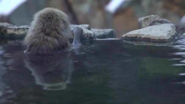 Parco Delle Scimmie Jigokudani Offre Visitatori Esperienza Vedere Scimmie Selvatiche — Video Stock