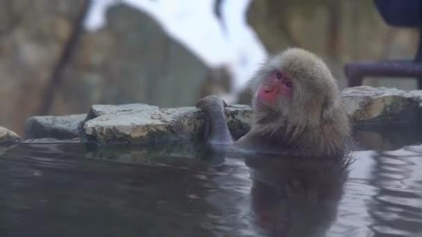 Słynna Śnieżna Łaźnia Małp Naturalnym Onsen Gorących Źródłach Nagano Japonia — Wideo stockowe
