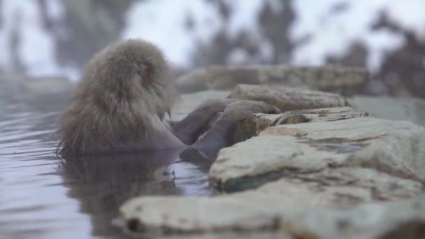 Una Scimmia Selvatica Che Entra Una Sorgente Termale Scimmia Neve — Video Stock