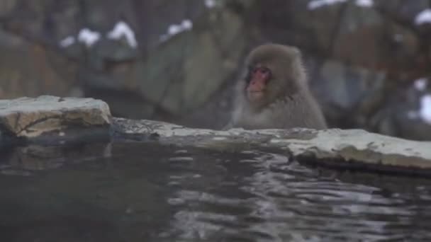 長野県の天然温泉で食べ物を食べる有名なサル 冬は屋外で食べるマカク DanのMacaca Fuscata — ストック動画