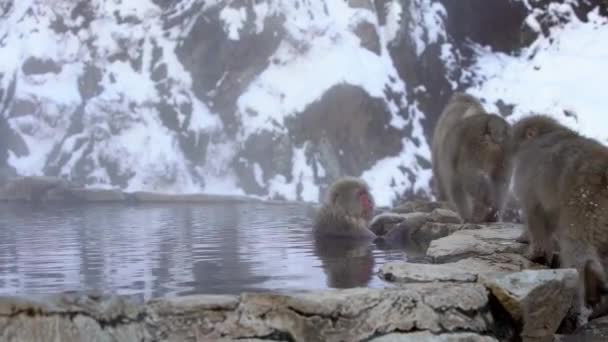 Jigokudani Maymun Parkı Ziyaretçilere Doğal Bir Kaplıcada Japon Kar Maymunlarının — Stok video
