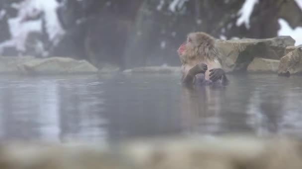 Japanese Snow Monkey Enjoys Outdoor Bathe Relaxing Onsen Hot Springs — Stock Video