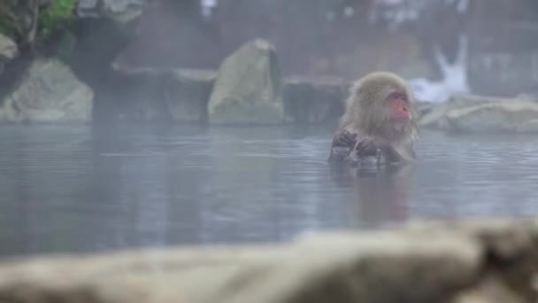 Den Berömda Snö Apor Bad Naturlig Onsen Varma Källor Nagano — Stockvideo