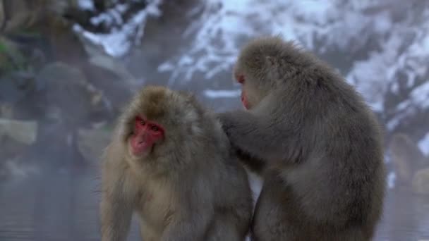 日本长野雪山的一个天然温泉里 一只著名的雪猴正在蜕皮 日本猕猴在冬季外出觅食虱子 Macaca Fuscata Dan — 图库视频影像