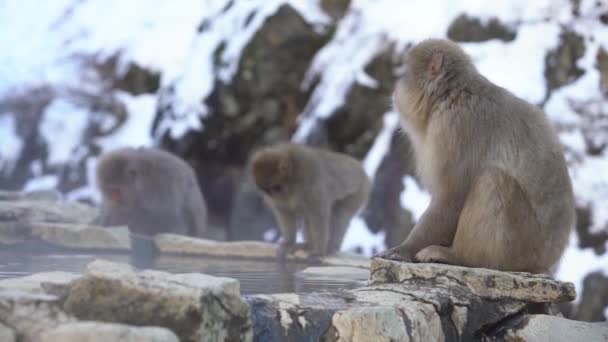Jigokudani Monkey Park Oferece Aos Visitantes Experiência Ver Macacos Neve — Vídeo de Stock