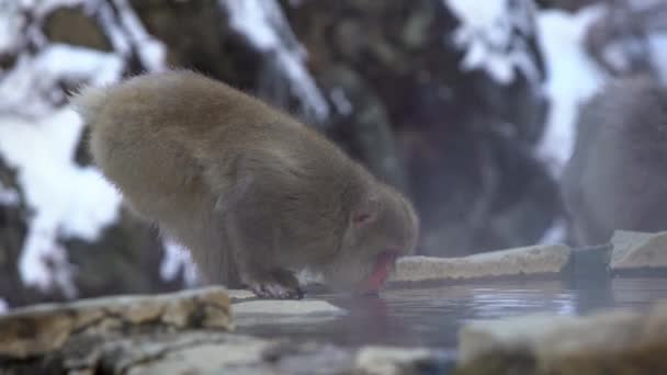 日本长野 一只有名的雪猴在一个自然的恒生温泉里喝水 日本马卡士冬季户外浴池 马卡卡 法斯卡塔在山上喝酒 — 图库视频影像