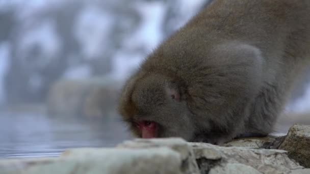 一只野生猴子在温泉里滴水 长野上的雪猴在喝酒 在日本丹山温暖的池子里 马卡卡 法斯卡塔感觉到身体温暖而困倦 — 图库视频影像