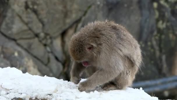 Schneeaffe Japanische Makaken Mit Rotem Gesicht Portrait Essen Kaltem Schnee — Stockvideo