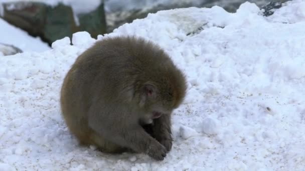 日本长野 日本雪猴金刚鹦鹉冬季在Jigokudani公园吃 在自然界困难时期 野生动物在寒冷的雪地上与冰相伴 能看到野生的著名的地标 — 图库视频影像