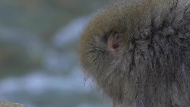 Macaco Selvagem Comer Comida Numa Fonte Termal Macaco Neve Comer — Vídeo de Stock