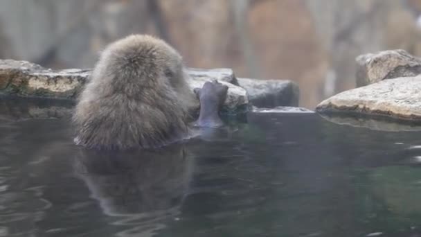 一只野生猴子走进温泉 在日本 雪猴洗澡和放松 马卡卡 法斯卡塔感觉身体温暖而困倦 一只野生猕猴 它进入了一个温暖的游泳池 — 图库视频影像