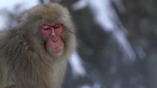 Ein Wilder Affe Kalten Schnee Mit Eis Schwierigen Zeiten Schneeaffe — Stockvideo