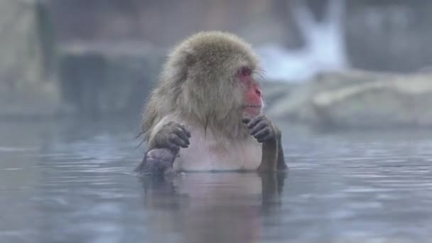 Jigokudani Monkey Park Ofrece Los Visitantes Experiencia Ver Monos Nieve — Vídeos de Stock
