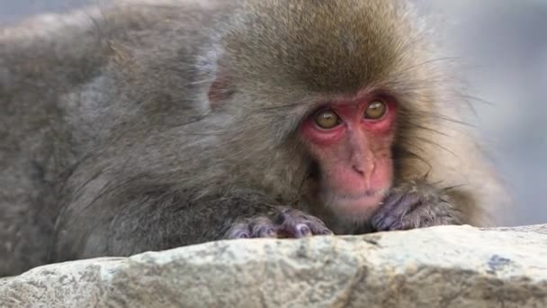 Mono Nieve Macaco Japonés Cara Roja Retrato Nieve Fría Con — Vídeos de Stock