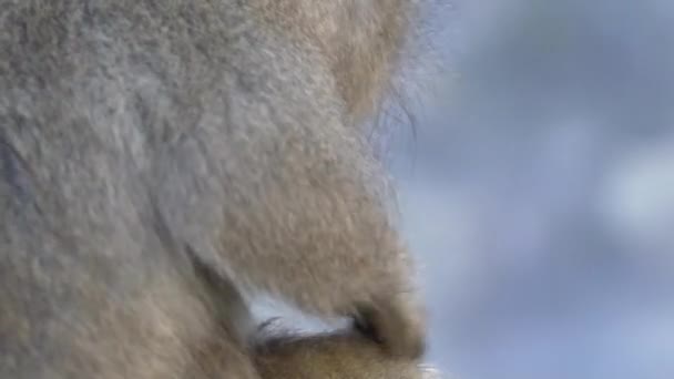 Divoká Opice Pečující Horké Jaro Během Zimního Období Sněhová Opice — Stock video