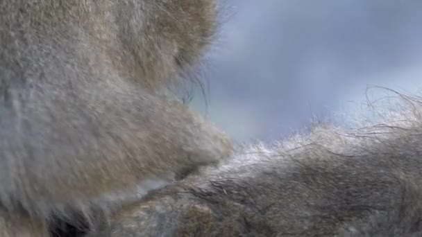 Singe Des Neiges Macaque Japonais Visage Rouge Vérifiant Présence Puces — Video