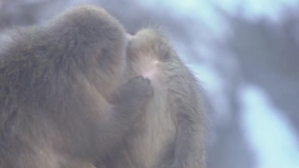 Macaco Scimmia Delle Nevi Giapponese Alla Ricerca Pidocchi Nel Parco — Video Stock