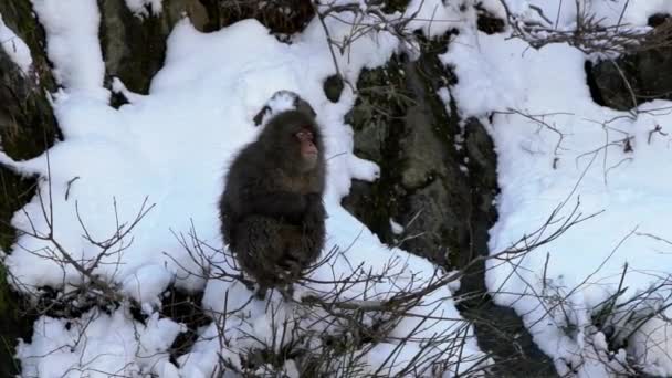 Zor Zamanlarda Soğuk Karda Buzla Yemek Yiyen Vahşi Bir Maymun — Stok video