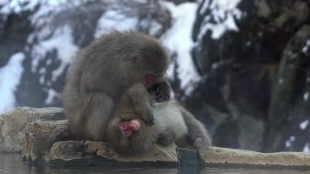 冬の雪の山の温泉で日本の雪猿の身づくろい 中野市地獄段公園内の自然生息地に生息する野生のマカク Macaca Fuscataライスダンをお探しの — ストック動画