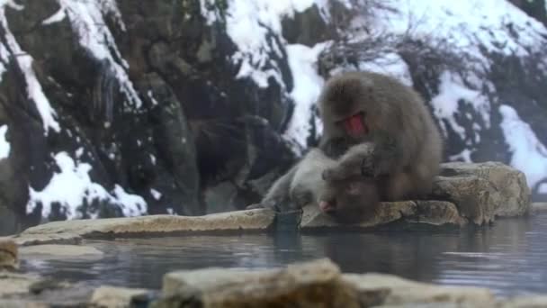 Mono Salvaje Acicalándose Primavera Caliente Durante Temporada Invierno Mono Nieve — Vídeos de Stock