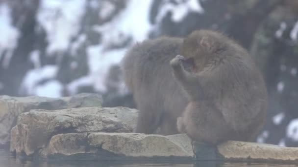 一只野生猴子靠近温泉 长野上的雪猴在日本丹山温暖的池塘边 马卡卡 法斯卡塔感觉到身体温暖而困倦 — 图库视频影像