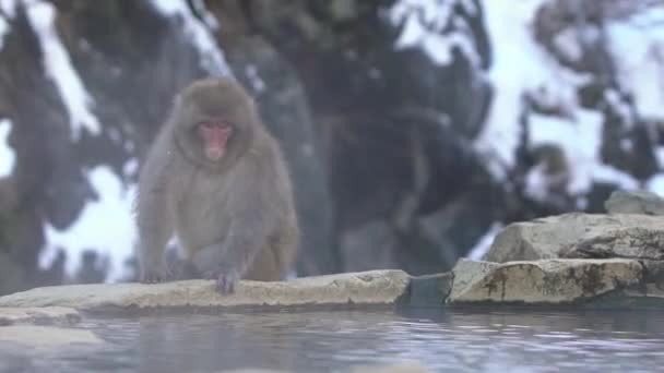 日本猕猴 红脸肖像 在冰冷的水中 雾与雪 长野自然温泉上的马卡卡 法斯卡塔 日本北海道自然栖息地的动物 — 图库视频影像