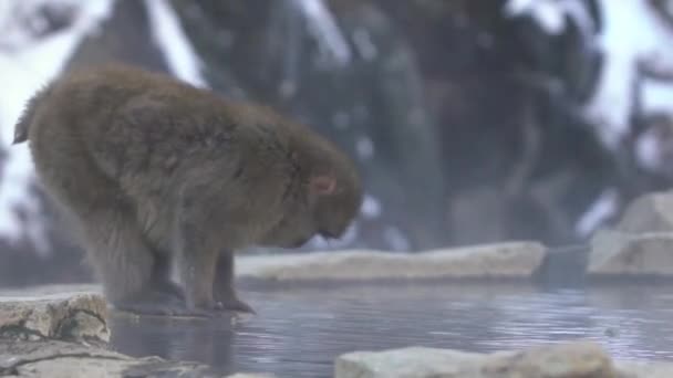 Macaco Macaco Neve Japonês Evitar Frio Perto Lagoa Fonte Termal — Vídeo de Stock