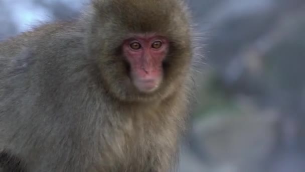 Mono Nieve Japonés Macaco Parque Jigokudani Temporada Invierno Nagano Japón — Vídeos de Stock