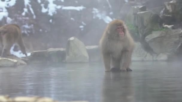 Macaco Neve Japonês Beber Macaco Evitar Frio Perto Lagoa Fonte — Vídeo de Stock