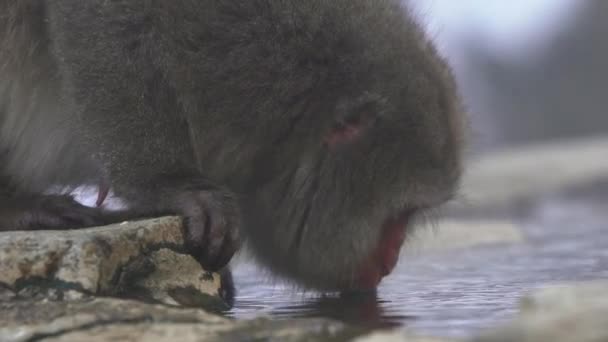 Macaco Neve Japonês Bebendo Água Onsen Fontes Termais Inverno Macaco — Vídeo de Stock