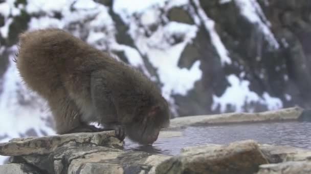 Jigokudani Monkey Park Erbjuder Besökarna Upplevelsen Att Vilda Japanska Snöapor — Stockvideo