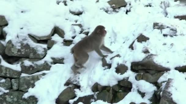 Macaco Neve Macaco Japonês Retrato Cara Vermelha Neve Fria Com — Vídeo de Stock