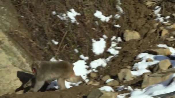 地獄谷モンキーパークでは 野生動物で野生のニホンザルを見ることができます 冬にはマカクの咲く雪の山 — ストック動画