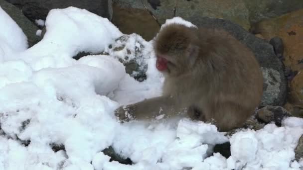 Jigokudani Monkey Park Oferuje Gościom Doświadczenie Oglądania Dzikich Japońskich Małp — Wideo stockowe